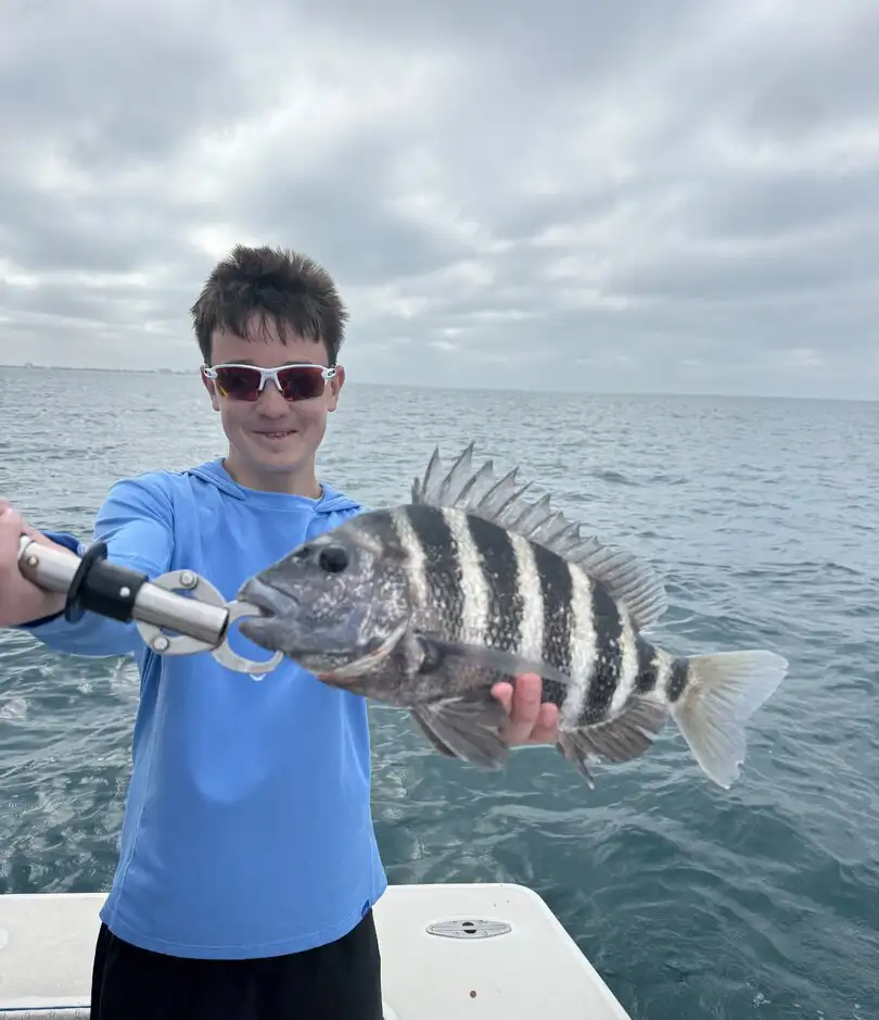 Boy holding a sheepshead during a Sarasota fishing charter.