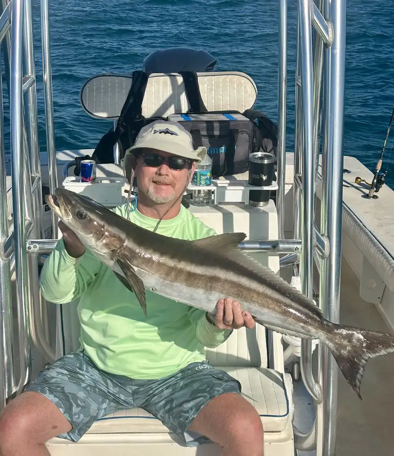 Angler holding a cobia during a Sarasota fishing charter.