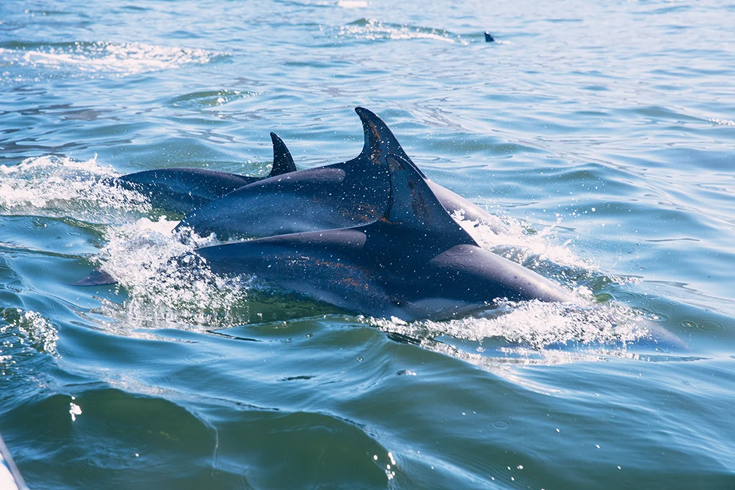 Bottlenose dolphins swimming beside a Sarasota dolphin watching charter boat.