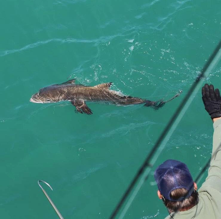 Bull shark swimming beside an offshore fishing charter boat in the Gulf of Mexico near Sarasota, Florida.