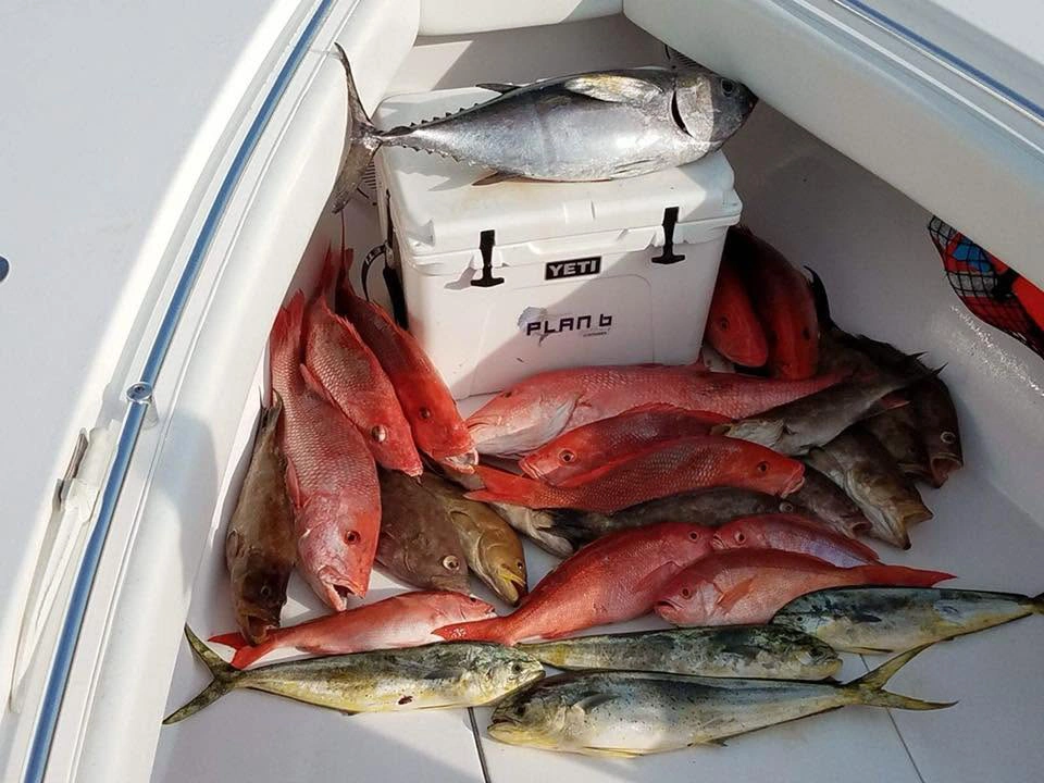 Fresh catch from a Sarasota offshore fishing charter featuring mangrove snapper, red grouper, mahi-mahi, blackfin tuna, and other Gulf reef fish.
